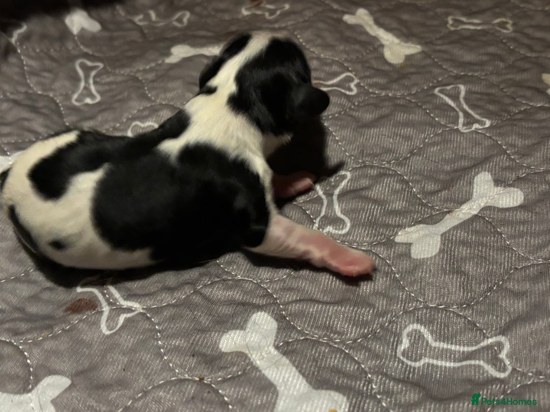 Cavalier King Charles Spaniel dogs for sale: Cavalier King Charles spaniel puppies  - Image 5