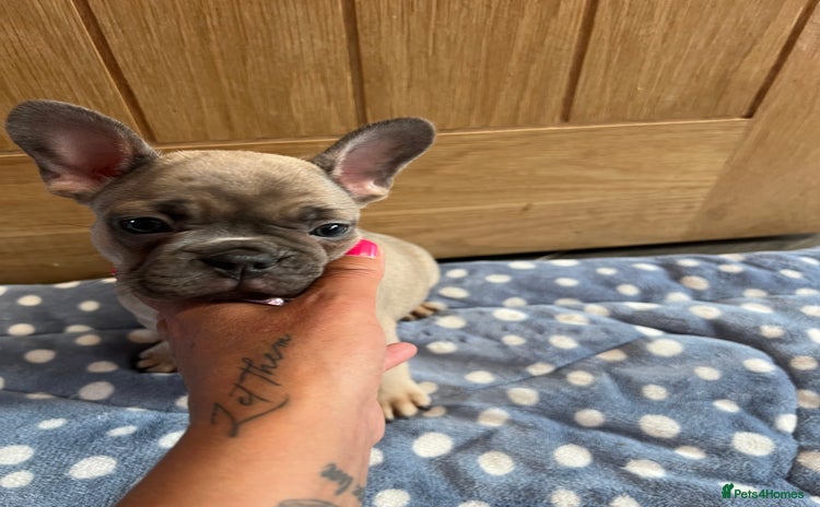 French Bulldog dogs - Advert 8