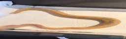 Python Snake reptiles for sale: Candy-GHI-66% het Pied Female - Advert 27