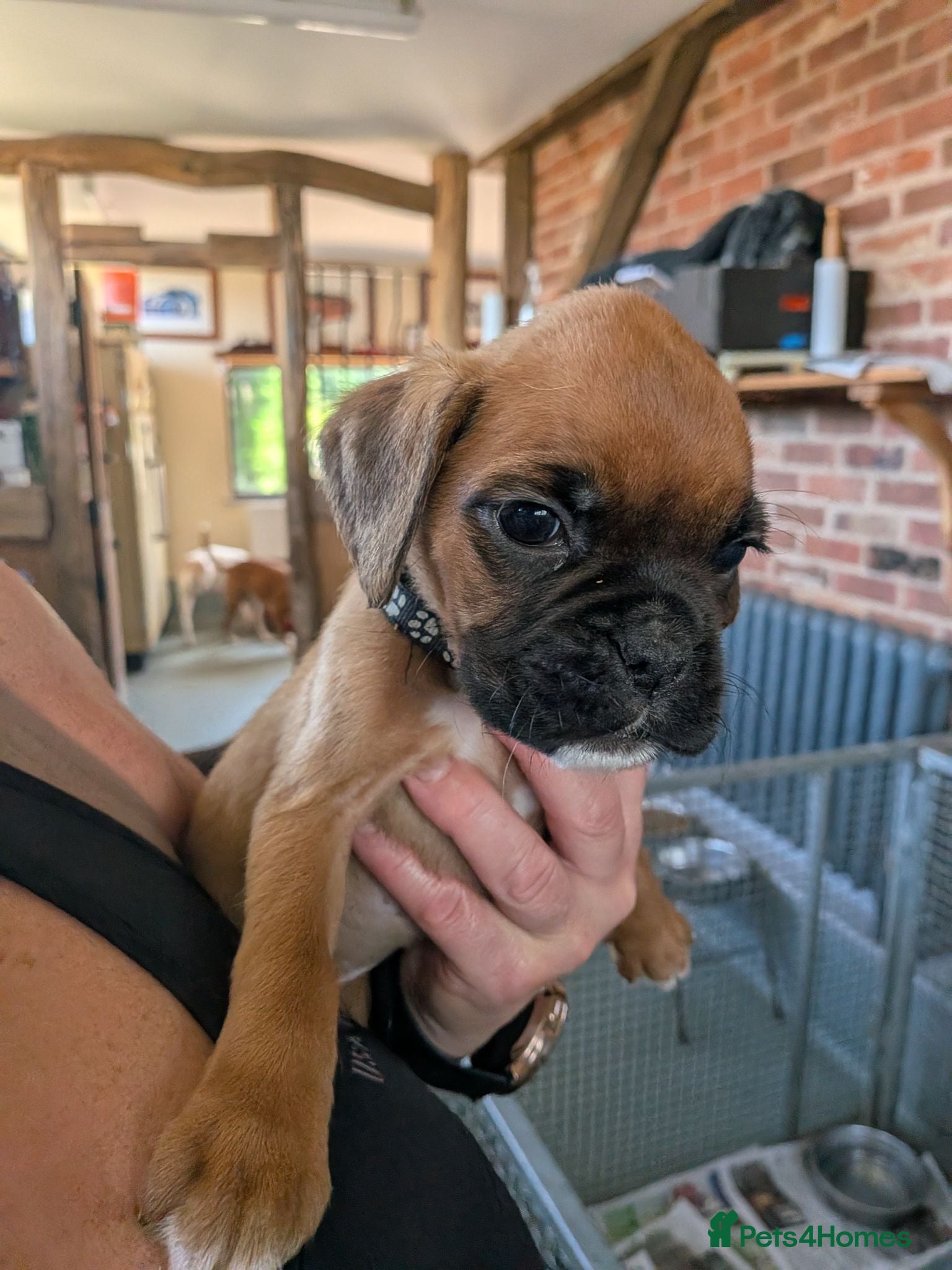 Boxer dogs Red KC registered boxer puppies  - Advert 1