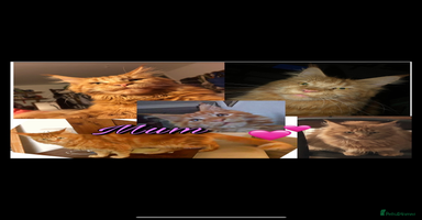 Mixed Breed cats - Advert 12