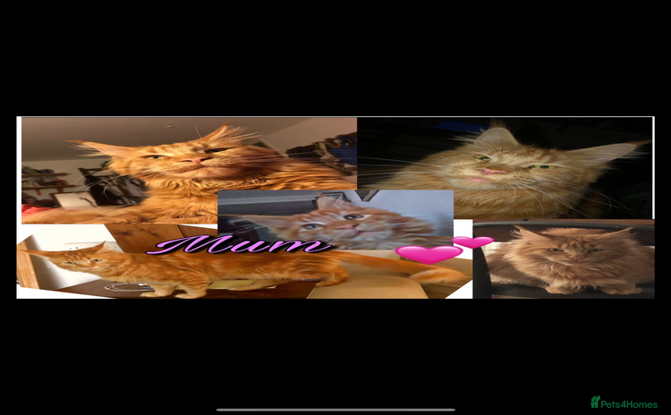 Mixed Breed cats - Advert 9