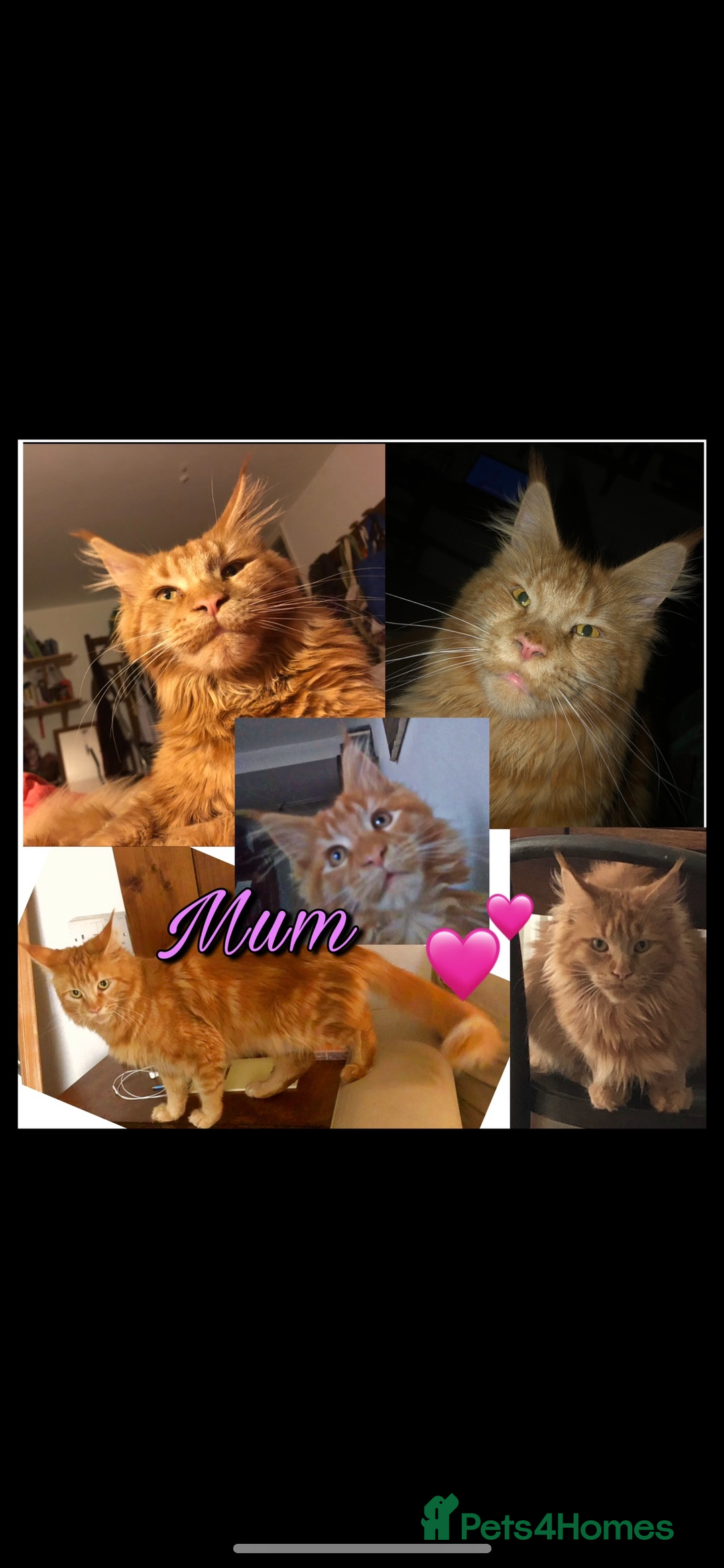 Mixed Breed cats for sale: 5 Maine Coon cross kittens available💞 - Image 21