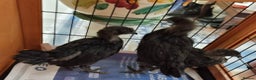 Chickens poultry for sale: Rare Ayam Cimani Chicks - Advert 5