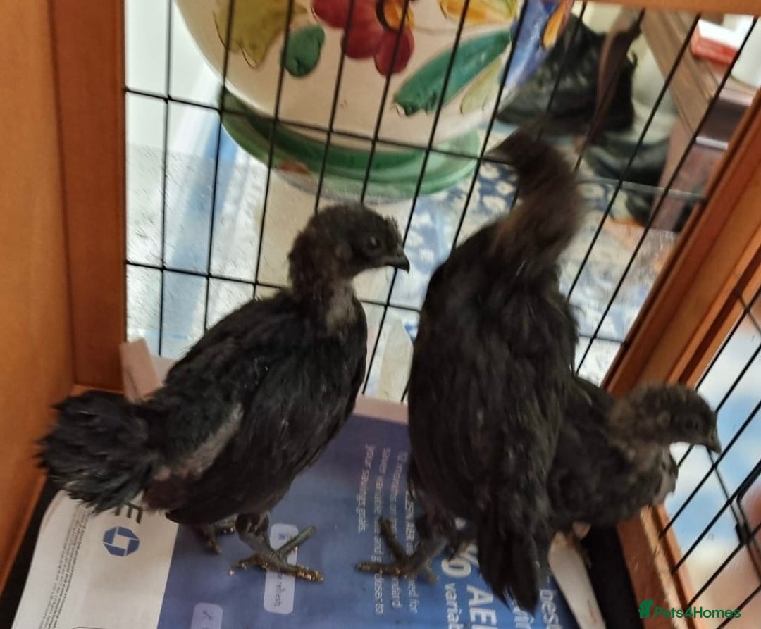 Chickens poultry for sale: Rare Ayam Cimani Chicks - Advert 5