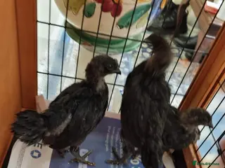 Chickens poultry Rare Ayam Cimani Chicks - Advert 4
