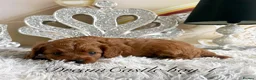 Cavapoo dogs for sale: Asian teddy poodle dad tiny Cavapoo puppies - Advert 20