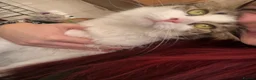 British Shorthair cats for sale: 2 girl cats  - Advert 5