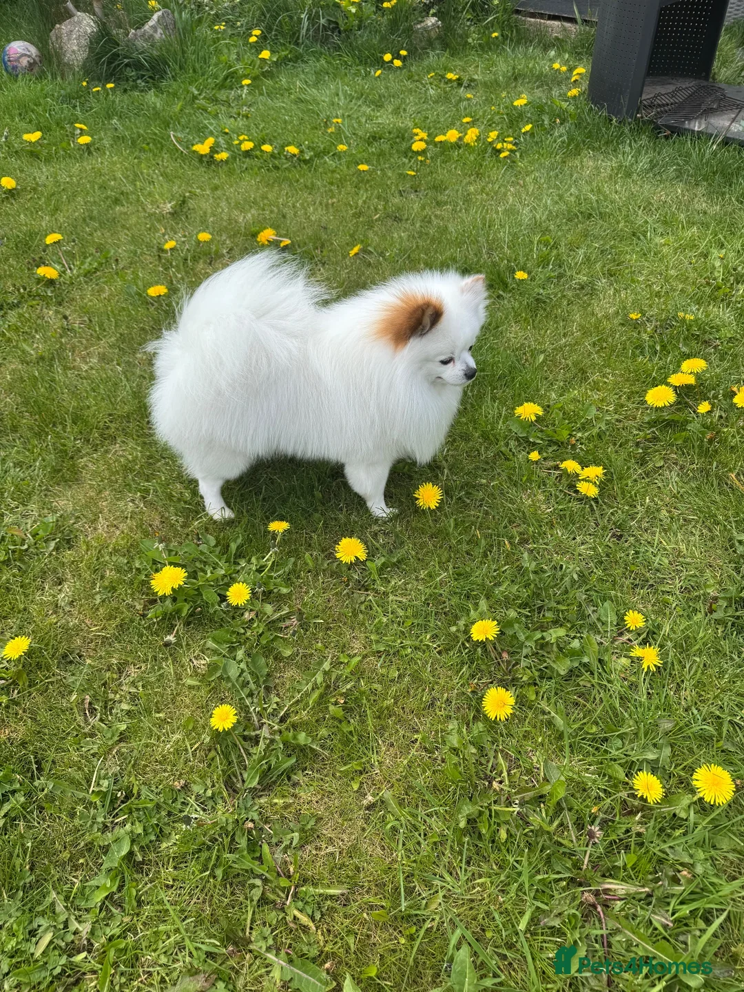 Pomeranian dogs for stud: Stunning Pomeranian for Stud  - Advert 2