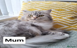 Mixed Breed cats for sale: Ragdolls/Persian Perdolls kittens  - Image 3