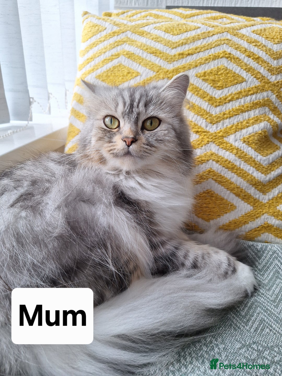 Mixed Breed cats for sale: Ragdolls/Persian Perdolls kittens  - Image 3