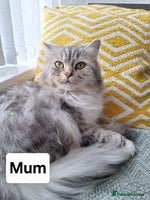 Mixed Breed cats - Advert 10