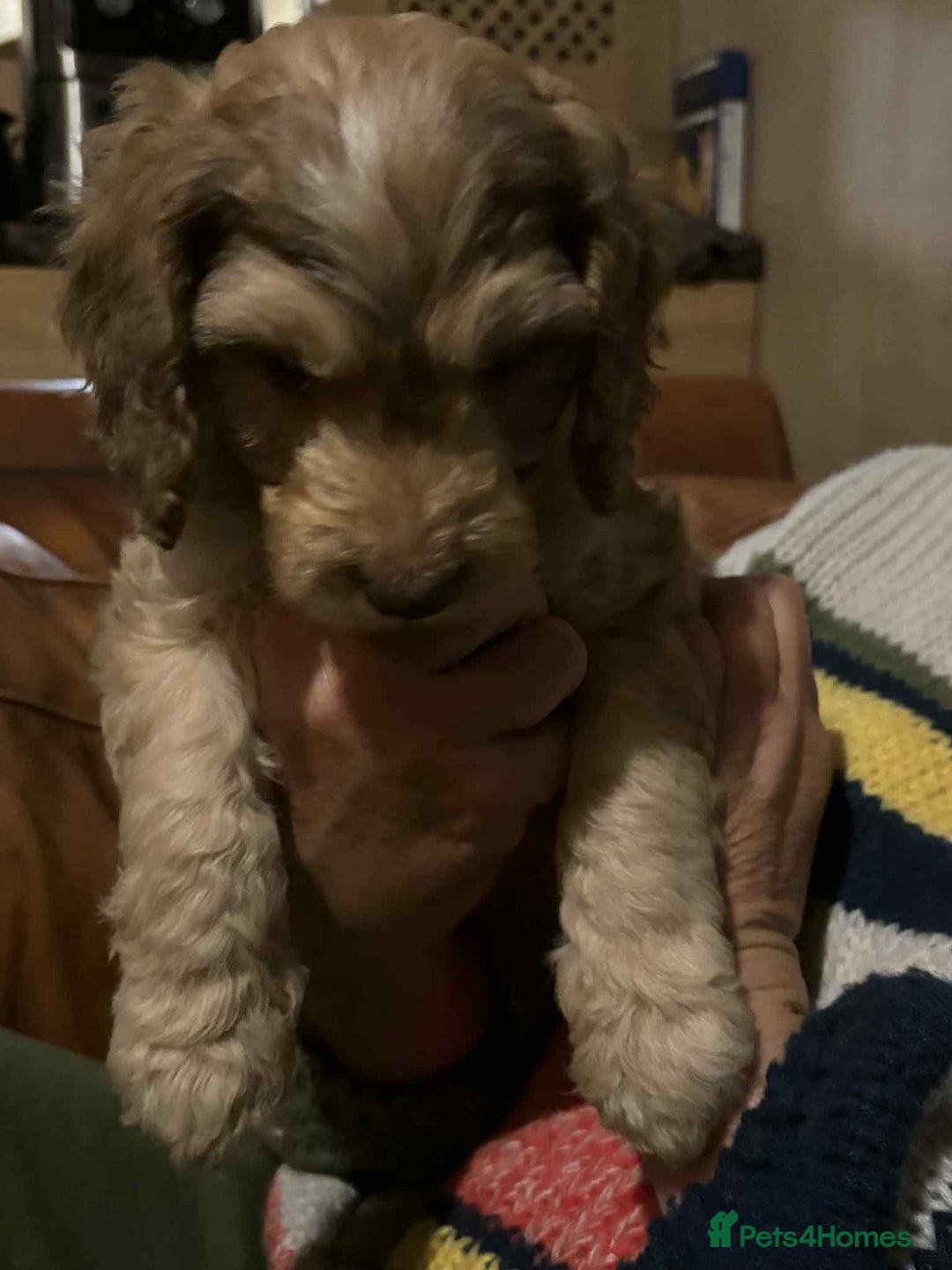 Cockapoo dogs for sale: Cockerpoo puppies F1 stunning colours - Image 35