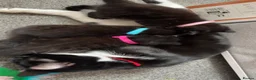 Mixed Breed cats for sale: 3 kittens  - Advert 8