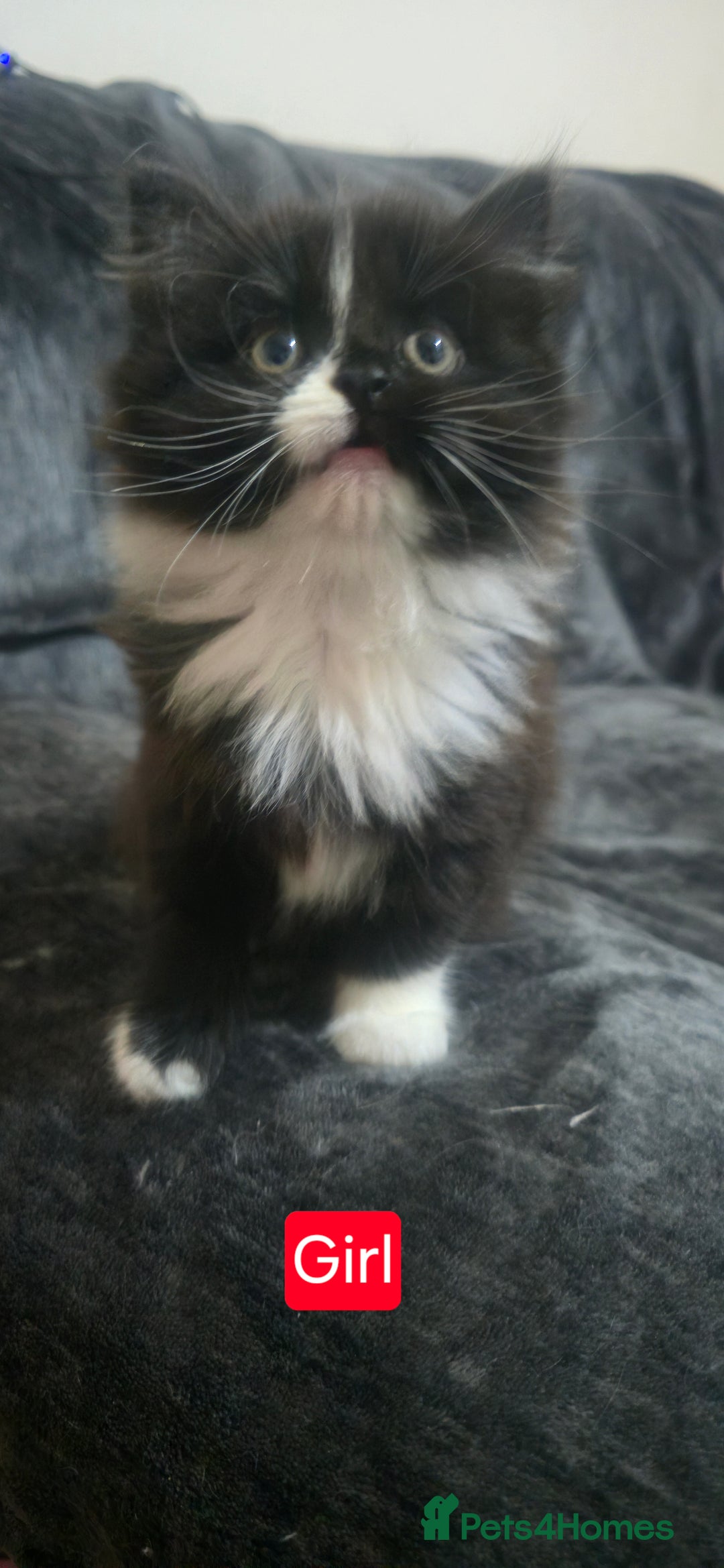 Mixed Breed cats for sale: Lovely Persian mixed kittens for sale - Advert 19