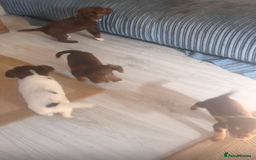 Mixed Breed dogs for sale: Adorable puppies ready 11/10 - Image 8