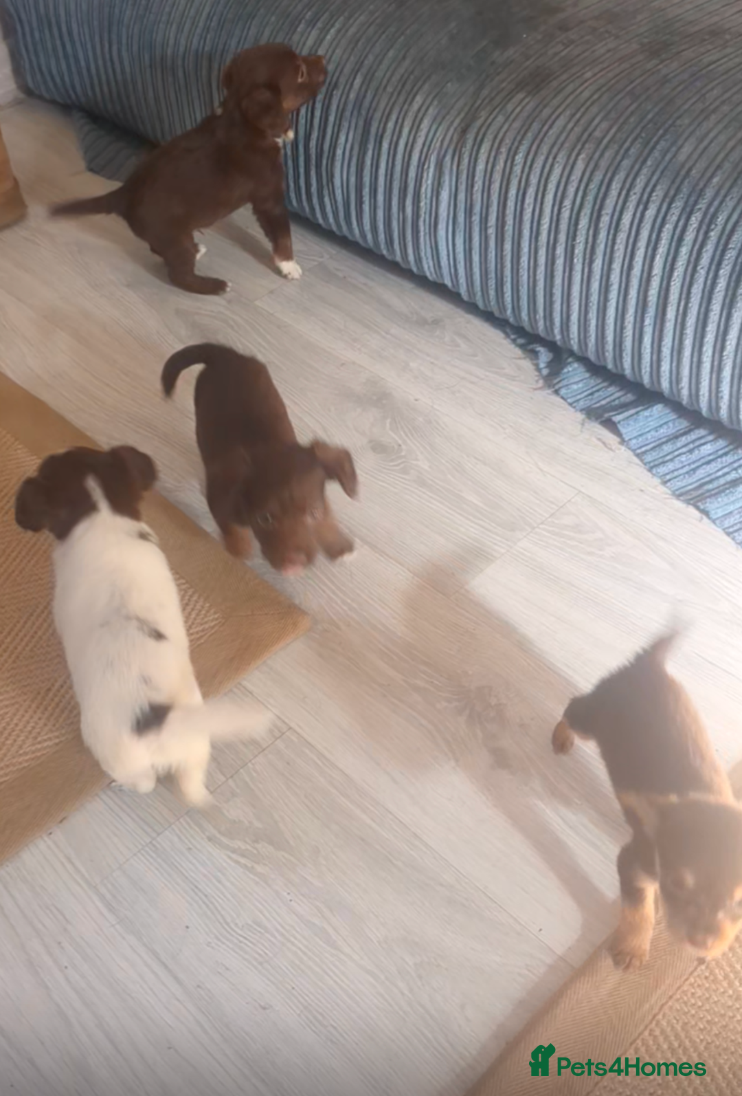 Mixed Breed dogs for sale: Adorable puppies ready 11/10 - Image 8