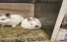 Netherland Dwarf rabbits for sale: Male Himalayan Netherland Dwarfs  - Image 5