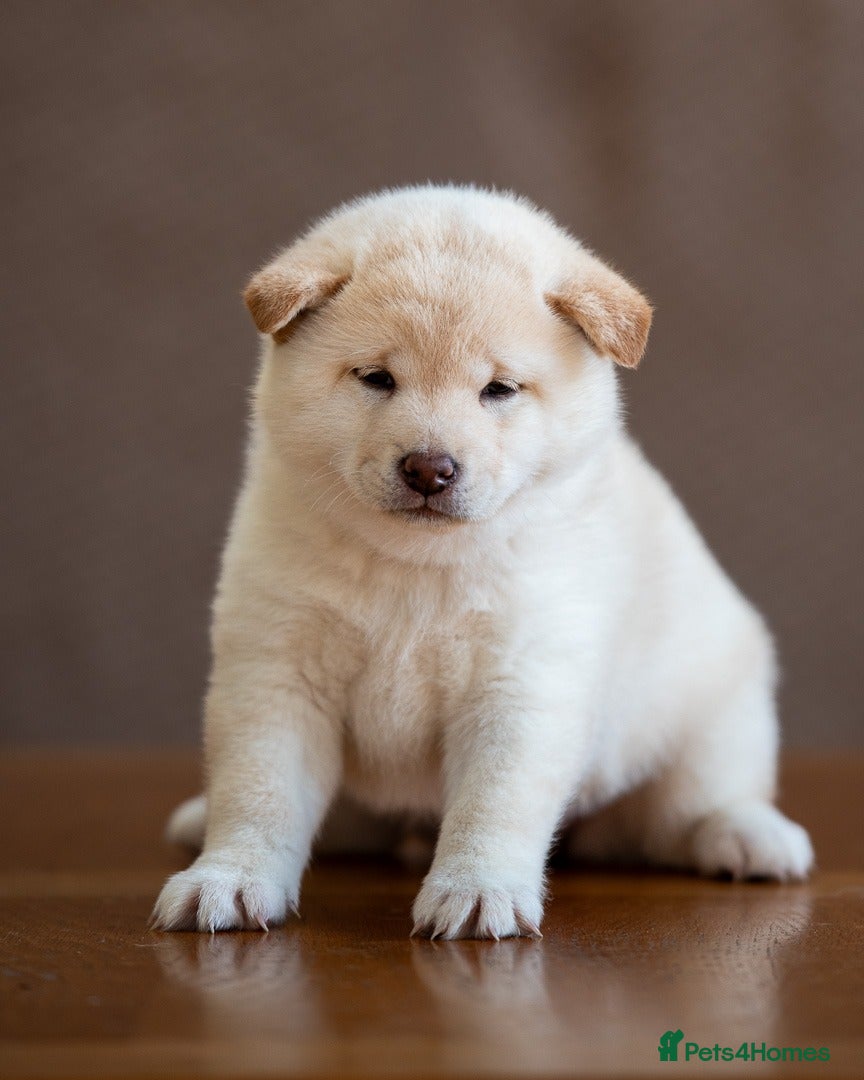 Japanese Shiba Inu dogs Exclusive Japanese Shiba Inu Puppies  🇯🇵 - Advert 6