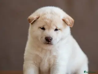 Japanese Shiba Inu dogs Exclusive Japanese Shiba Inu Puppies 🇯🇵 - Advert 6