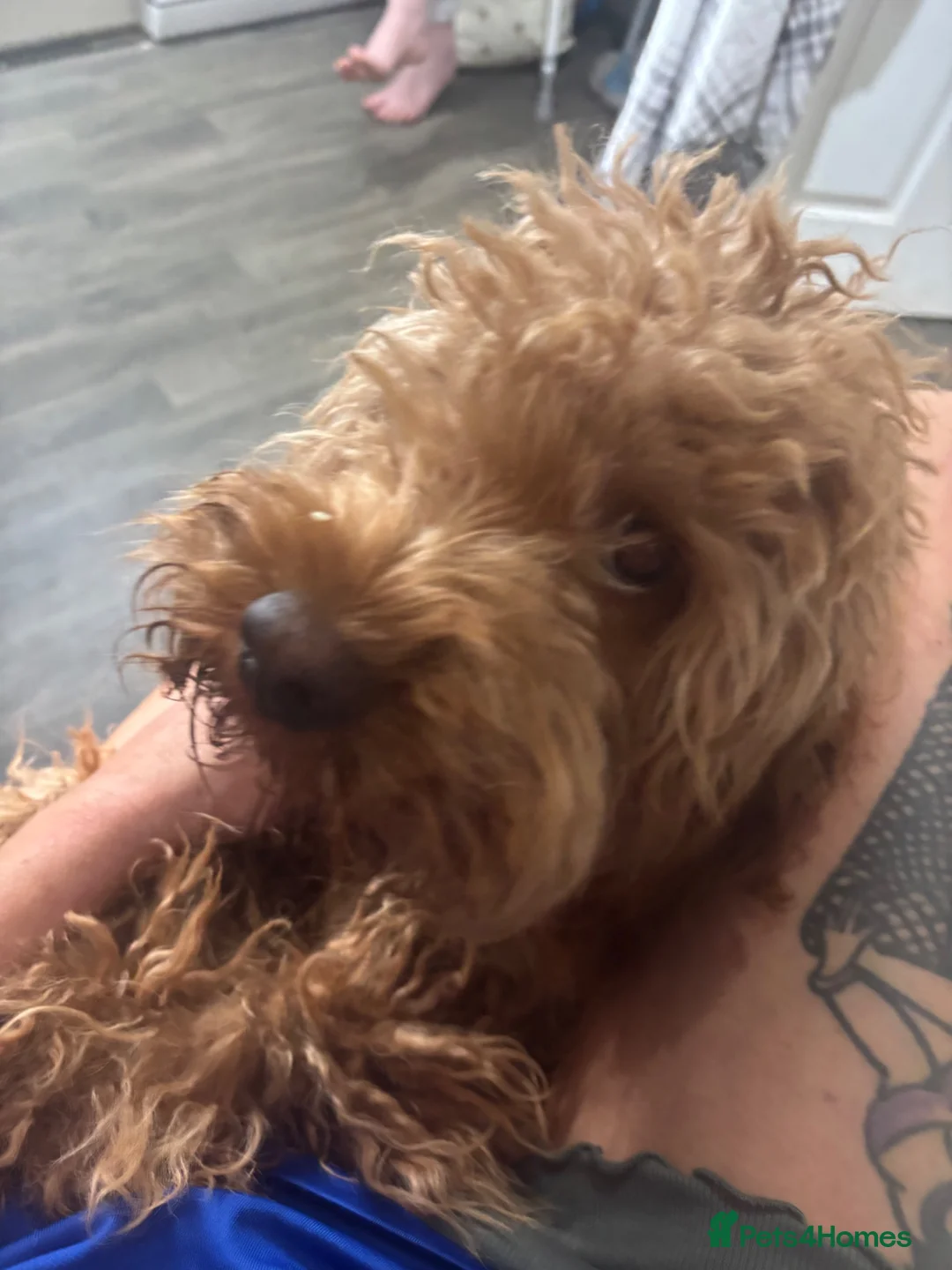 Cockapoo dogs for sale: Male cockapoo  in Hailsham - Advert 2
