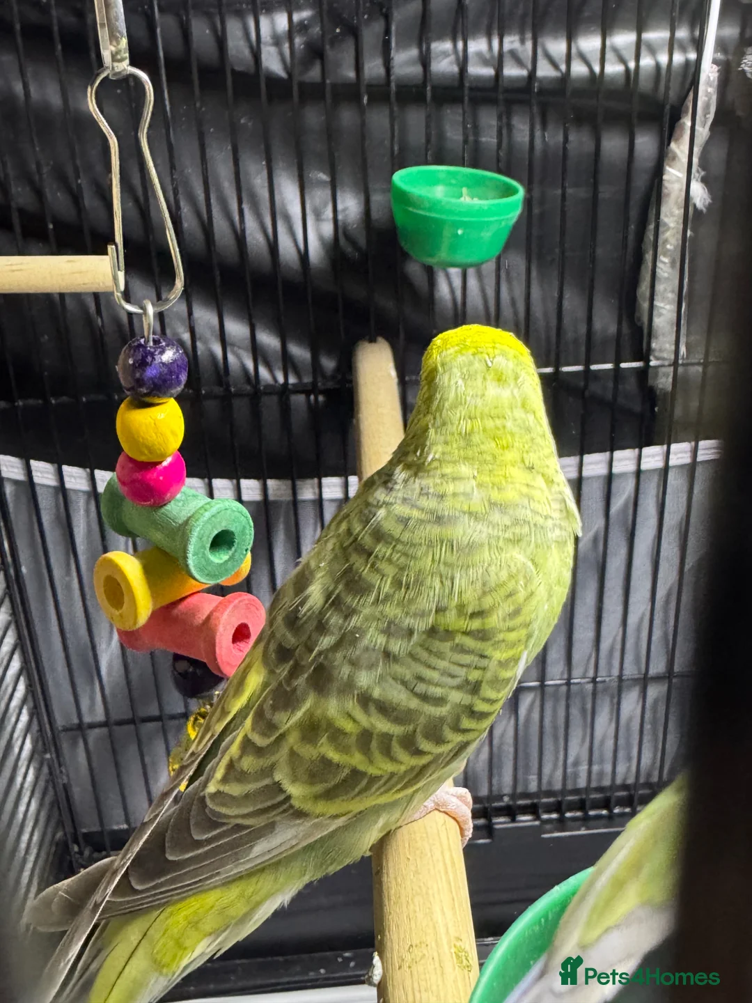 Budgerigars birds for sale: Bird  - Advert 8