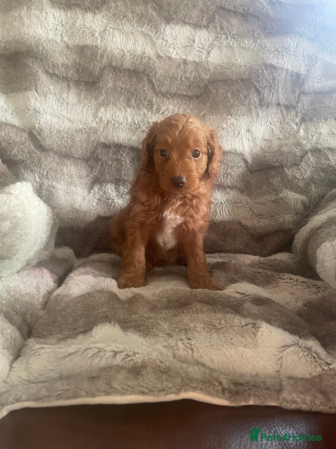 Toy Poodle dogs for sale: Toy poodle puppies  - Advert 22