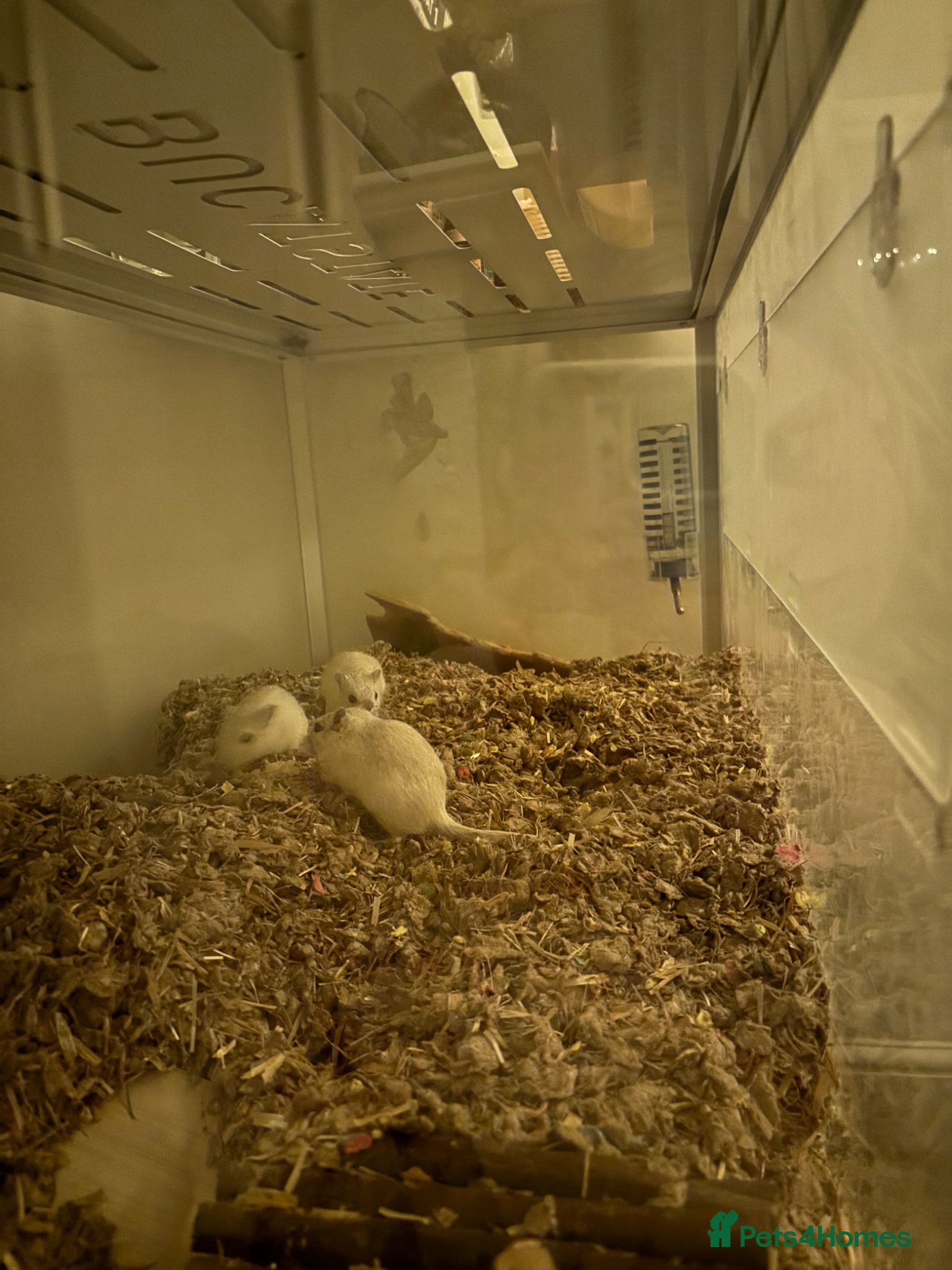 Gerbil rodents 3 Female gerbils for sale with converted ikea cage - Advert 1