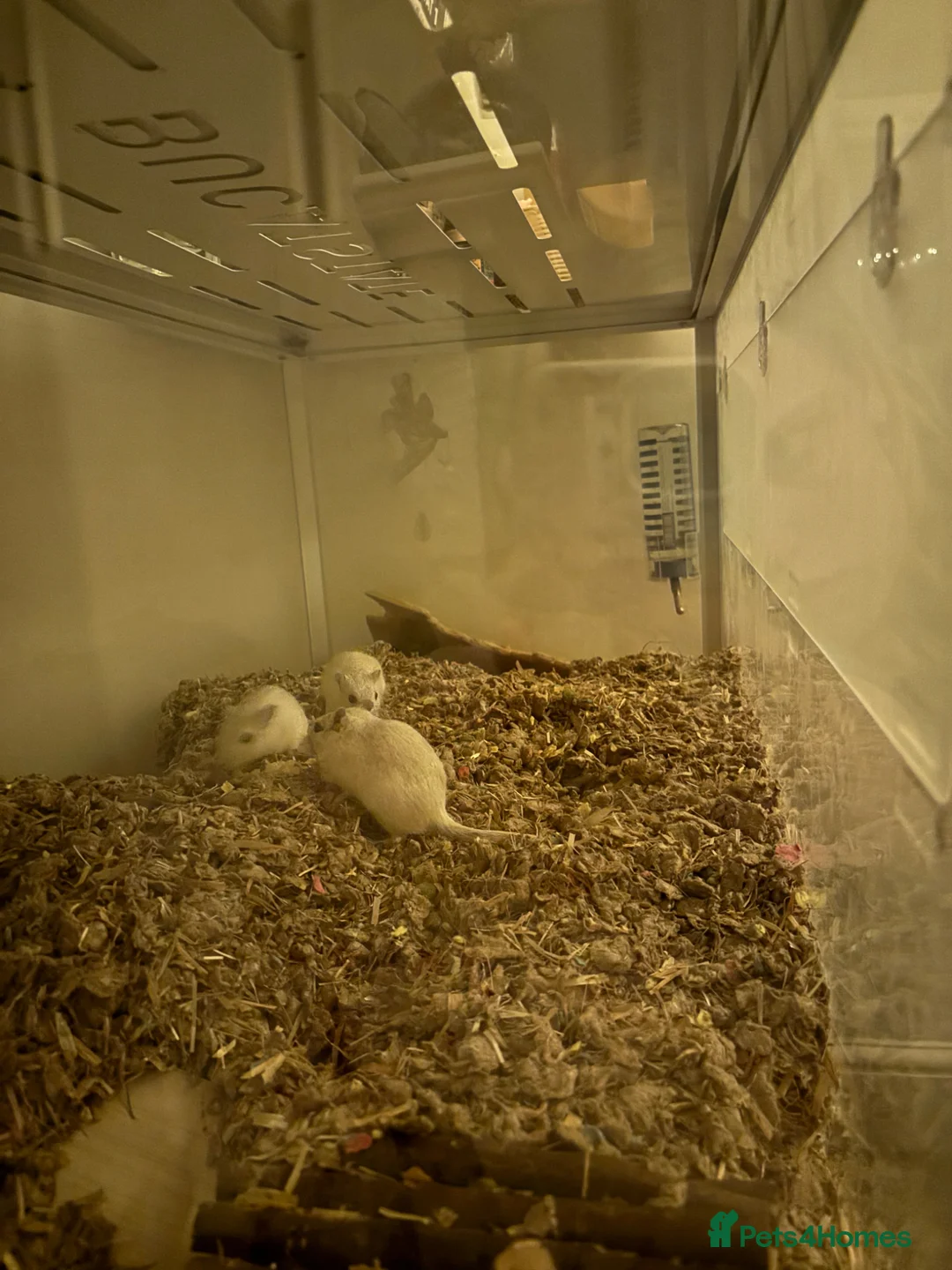Gerbil rodents for sale: 3 Female gerbils for sale with converted ikea cage - Advert 1