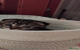 Scottish Fold cats for sale: No name - Image 1
