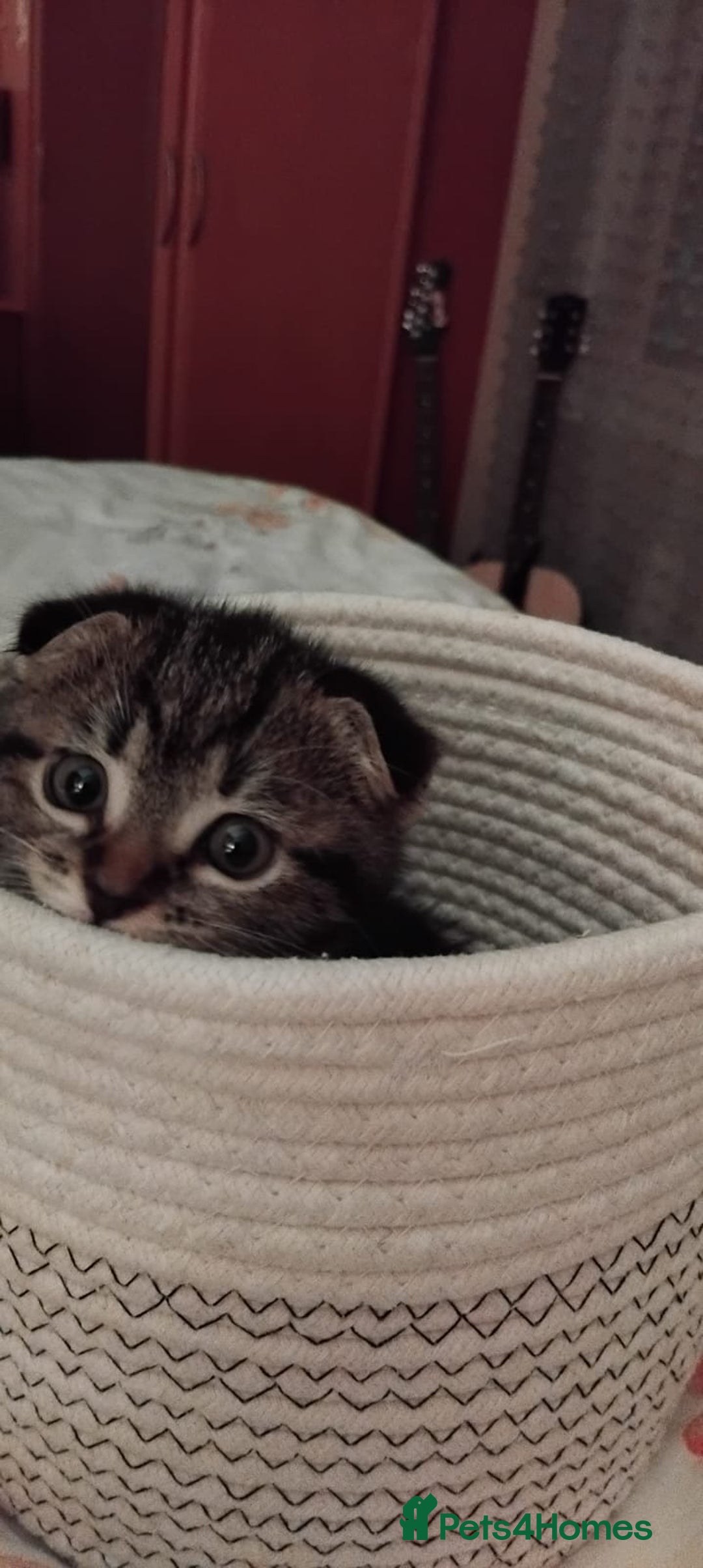 Scottish Fold cats for sale: No name - Image 1