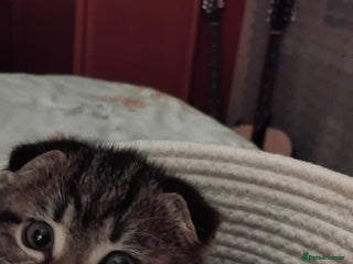 Scottish Fold cats - Advert 25