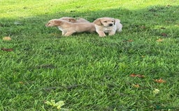 Labrador Retriever dogs for sale: Labrador puppies - Image 12