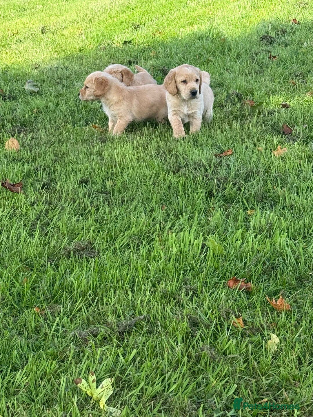 Labrador Retriever dogs for sale: Labrador puppies - Image 12
