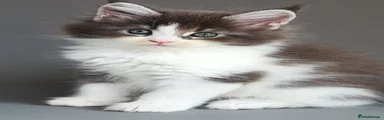 Maine Coon 2