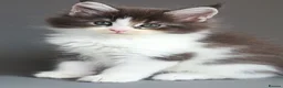 Maine Coon cats for sale: TICA Registered Maine Coon Kittens - Advert 8