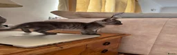 British Shorthair cats for sale: Beautiful British Shorthair Kitten  - Advert 4