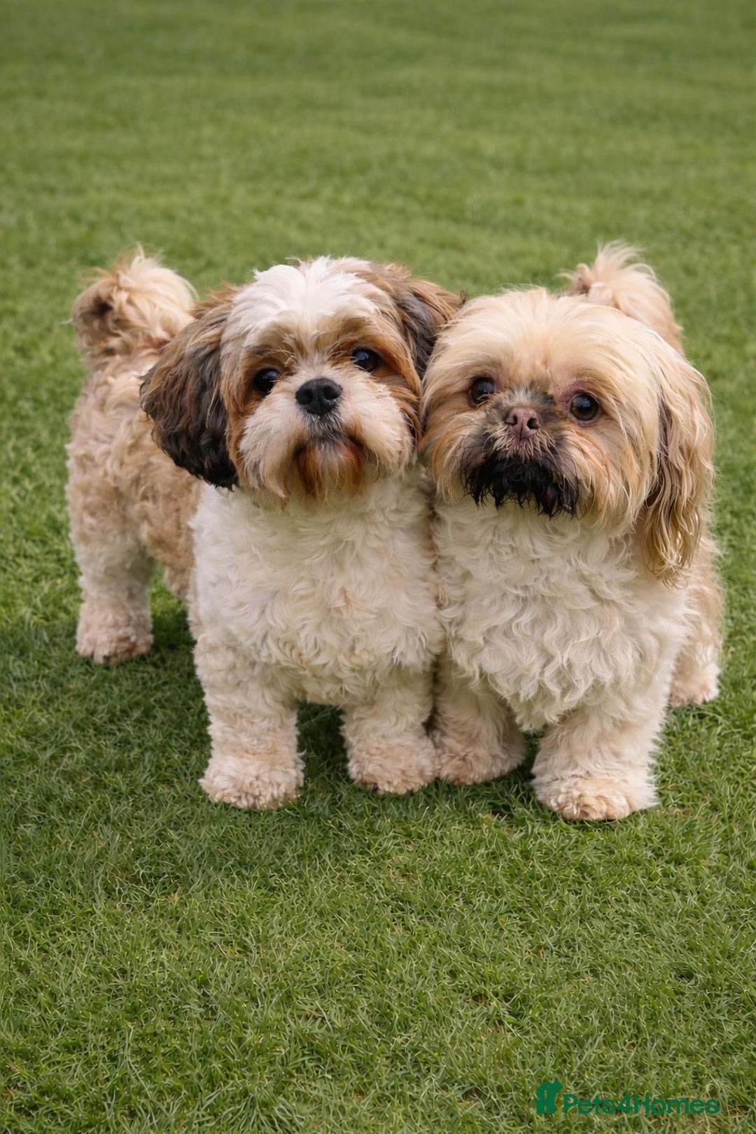 Shih Tzu dogs for sale: Waiting list for April Babies Leaving June💜 - Advert 2