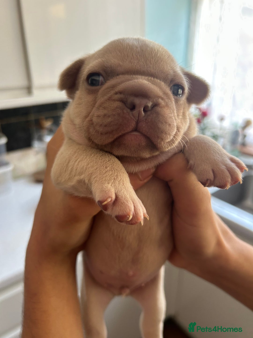 French Bulldog dogs for sale: Male French bulldog 13 weeks old  - Image 1
