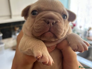 French Bulldog dogs - Advert 36