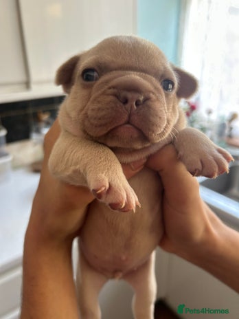 French Bulldog dogs - Advert 17