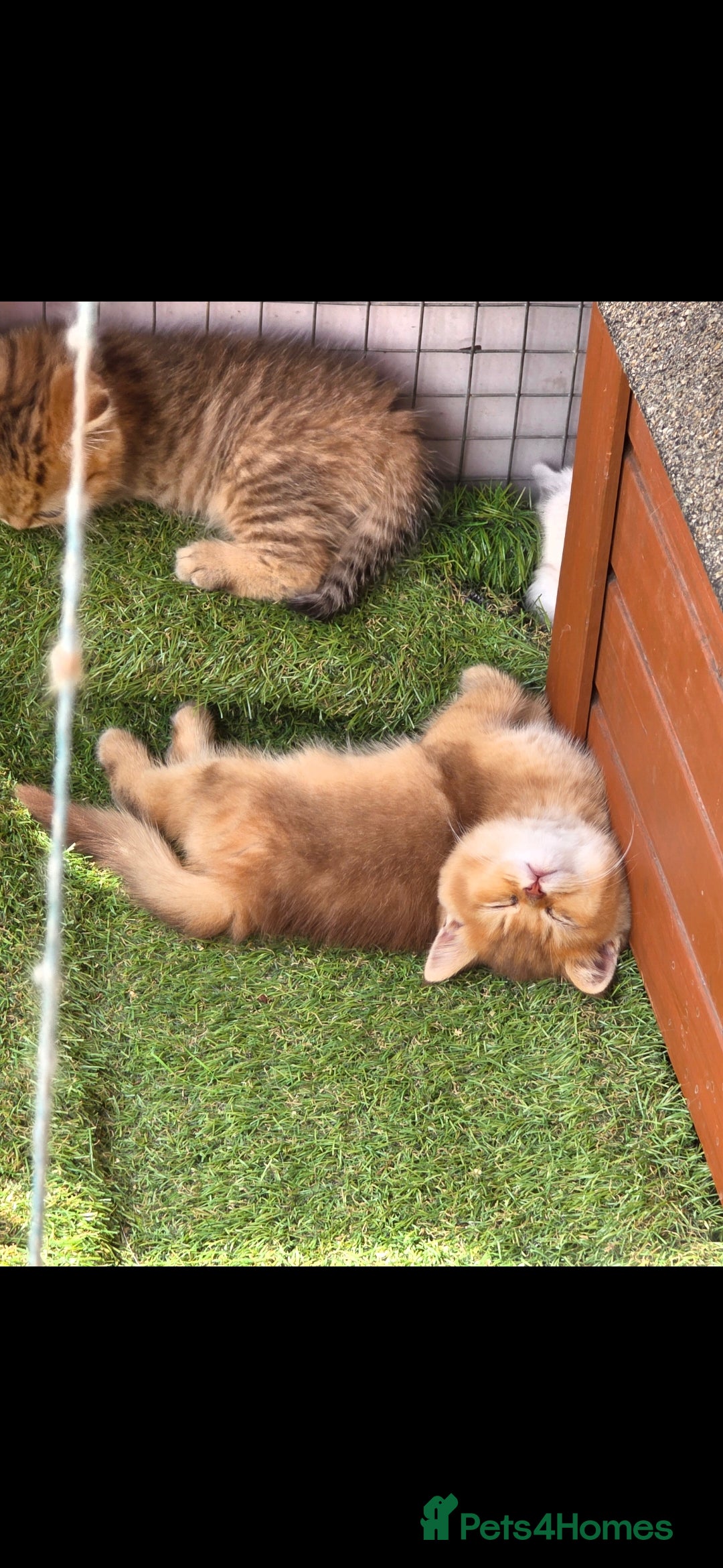 British Shorthair cats for sale: Pedigree British Short-hair kittens  - Image 3