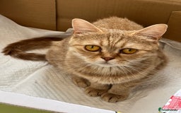 Munchkin cats for sale: Munchkin kittens - Advert 8