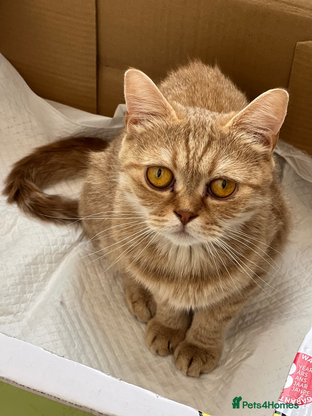 Munchkin cats for sale: Munchkin kittens - Advert 8