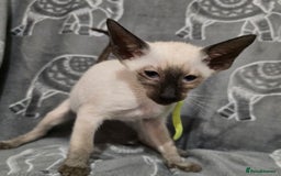 Siamese cats for sale: Gorgeous little cuddle buddies - Image 7