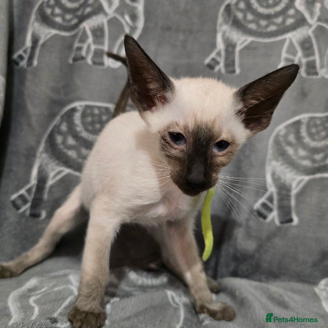 Siamese cats for sale: Gorgeous little cuddle buddies - Image 7