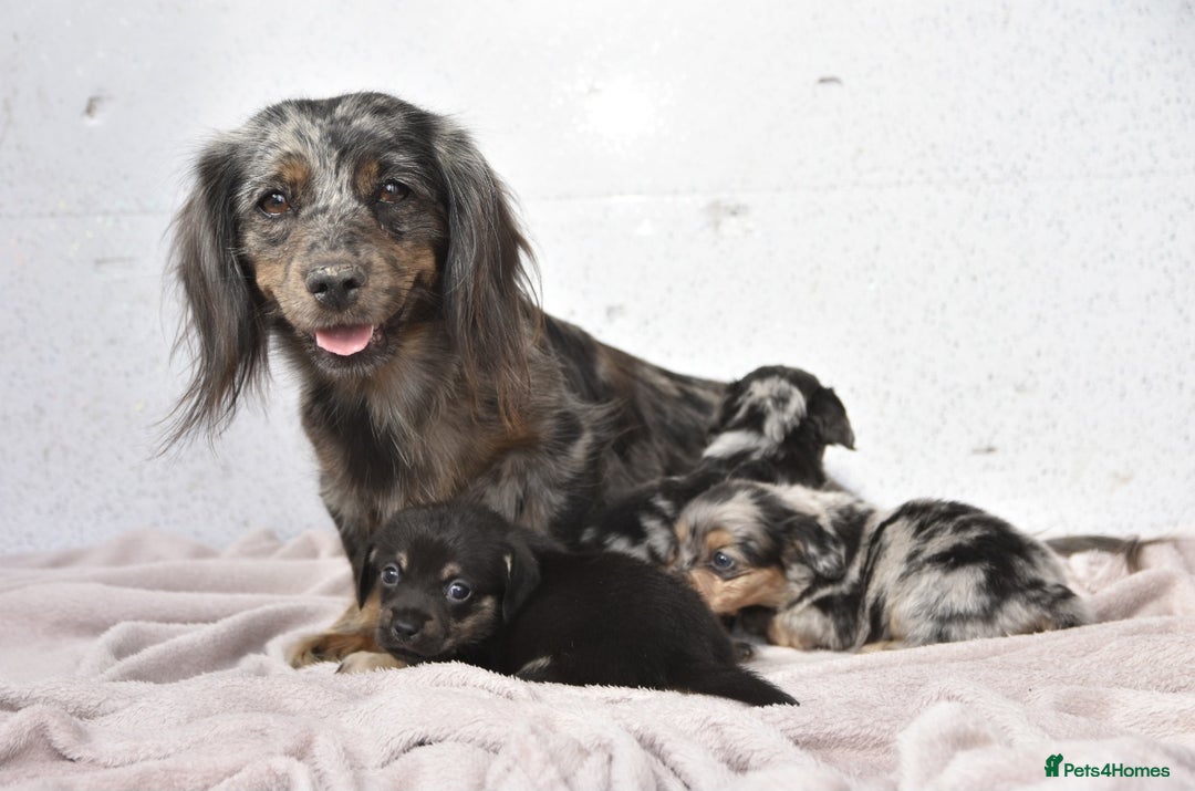 Dachshund dogs for sale: Cutest fluffy puppies - Image 6