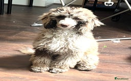 Miniature Poodle dogs for sale: Merle poodle baby - Image 4