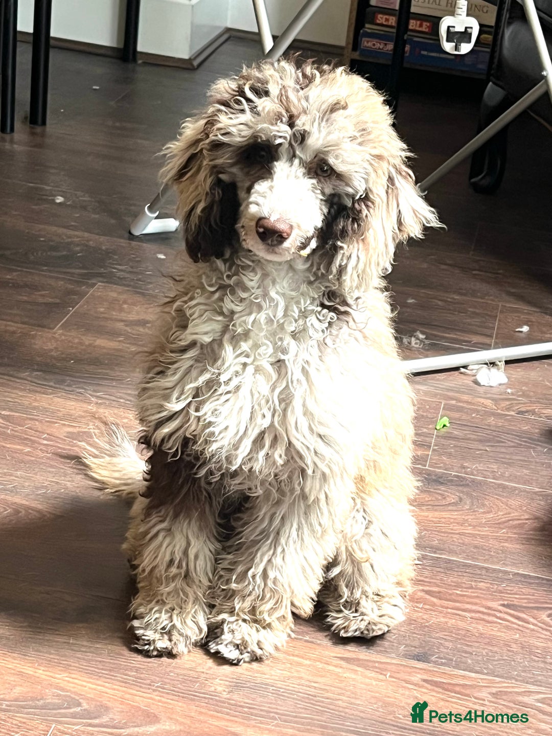 Miniature Poodle dogs for sale: Merle poodle baby - Image 4