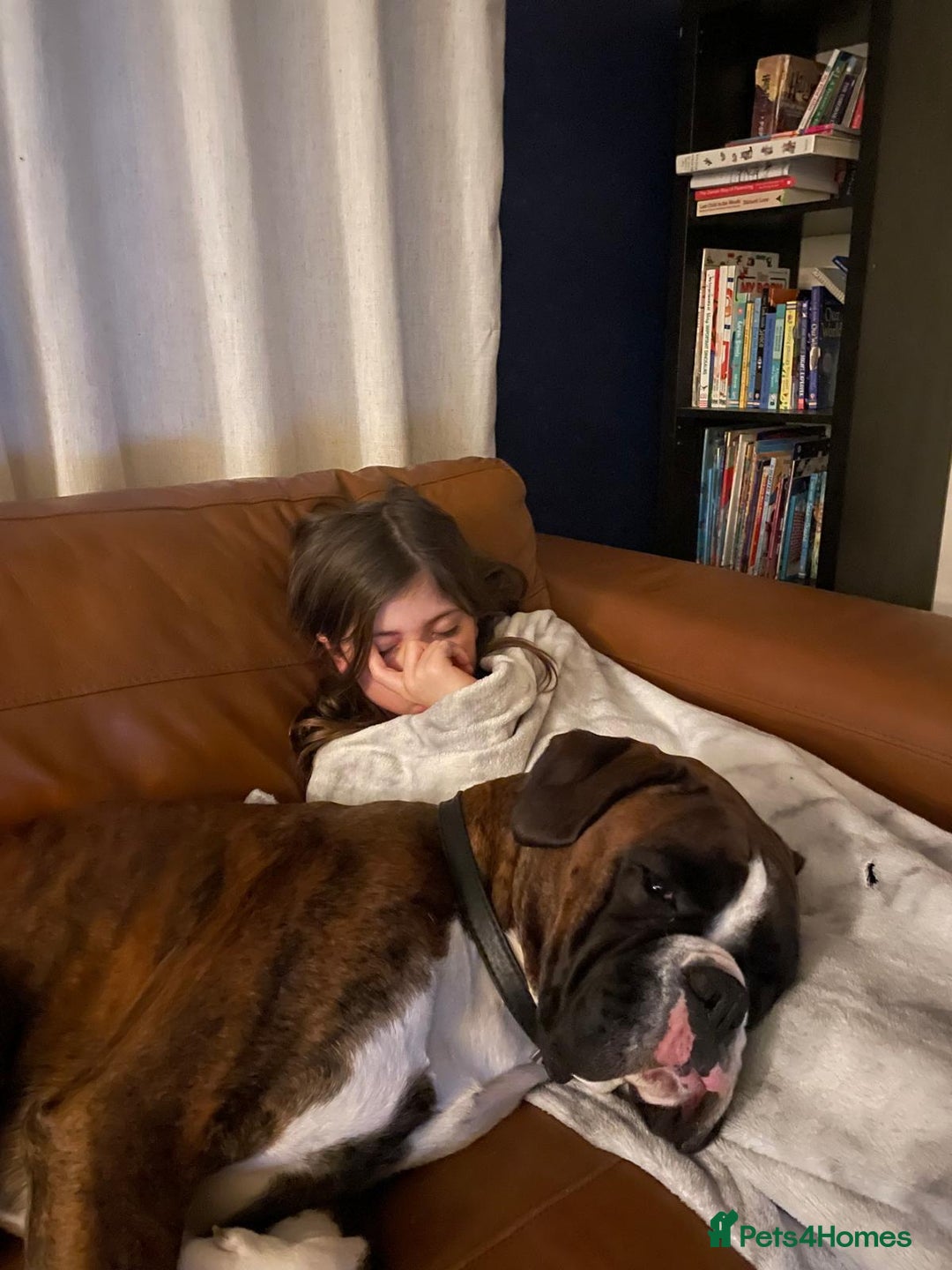 Boxer dogs for stud: Boxer for stud  - Advert 3